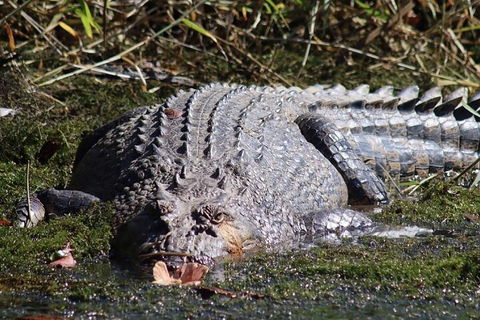 Afternoon Half-Day Daintree Rainforest And River Tour - South Australia Travel 5