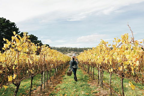 One-Way East Coaster - South Australia Travel 1