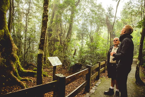 Full-day Springbrook National Park Tour From The Gold Coast - South Australia Travel 1