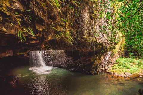 Full-day Springbrook National Park Tour From The Gold Coast - South Australia Travel 4