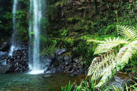 Private Tour - Rainforest & Waterfalls Extravaganza - South Australia Travel 1