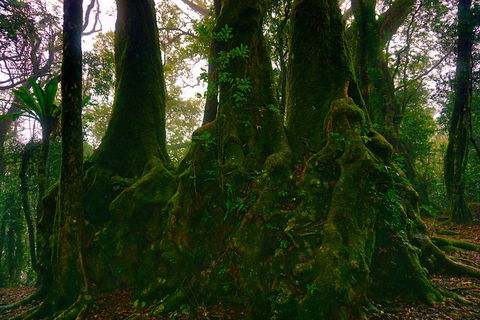 Private Tour - Rainforest & Waterfalls Extravaganza - South Australia Travel 5