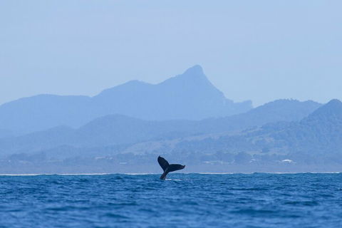 The Byron Bay Sea Kayak Tour - South Australia Travel 0