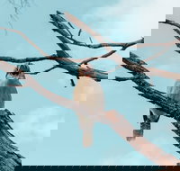 Highlights Of Kings Park - South Australia Travel