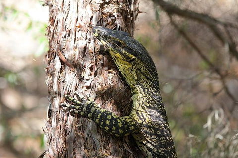 Byron Bay Combo: Hinterland Tour Including Minyon Falls And Kayaking With Dolphins - South Australia Travel 0