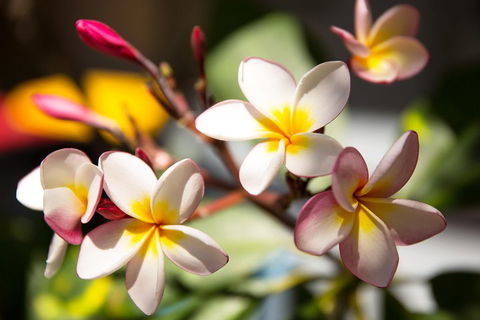 Byron Bay Combo: Hinterland Tour Including Minyon Falls And Kayaking With Dolphins - South Australia Travel 1