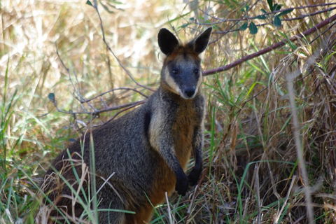 Byron Bay Combo: Hinterland Tour Including Minyon Falls And Kayaking With Dolphins - South Australia Travel 2