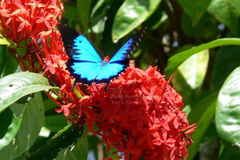 Daintree Rainforest, Cape Tribulation, Mossman Gorge Small-Group Day Tour - South Australia Travel 2