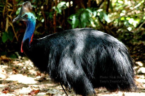 Daintree Rainforest, Cape Tribulation, Mossman Gorge Small-Group Day Tour - South Australia Travel 3