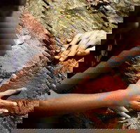 Ngana Julaymba Dungay - Half Day - South Australia Travel