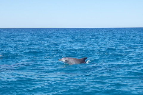 Noosa Wild Dolphin Safari - South Australia Travel 1
