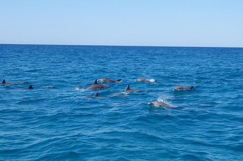Noosa Wild Dolphin Safari - South Australia Travel 3