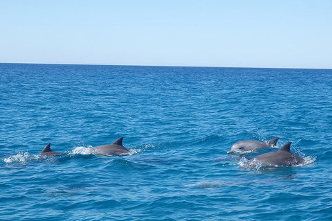 Noosa Wild Dolphin Safari - South Australia Travel 5