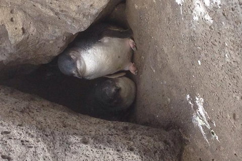 Food Tour Melbourne - St Kilda - South Australia Travel 3