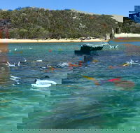 All Inclusive Dolphin and Tangalooma Wrecks Cruise - South Australia Travel