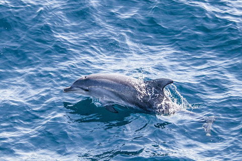 All Inclusive Dolphin And Tangalooma Wrecks Cruise - South Australia Travel 1