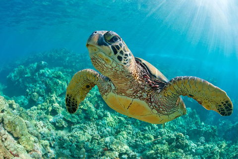 All Inclusive Dolphin And Tangalooma Wrecks Cruise - South Australia Travel 3