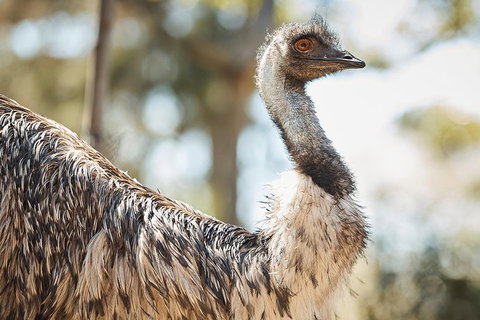 Sydney Taronga Zoo General Entry Ticket - South Australia Travel 4