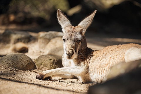 Sydney Taronga Zoo's Australian Animals Tour - South Australia Travel 2