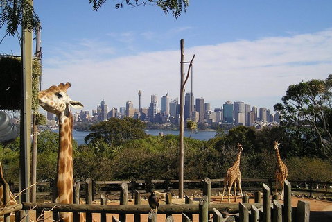 Sydney Taronga Zoo's Australian Animals Tour - South Australia Travel 4