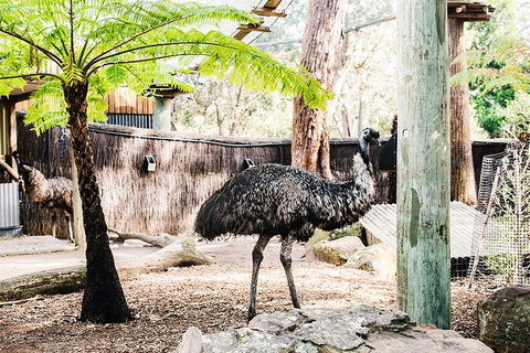 Sydney Taronga Zoo General Entry Ticket And Wild Australia Experience - South Australia Travel 0