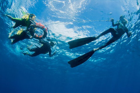 Passions Of Paradise Great Barrier Reef Snorkel And Dive Cruise From Cairns By Luxury Catamaran - South Australia Travel 2