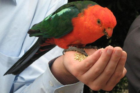 O'Reilly's & Lamington National Park From Brisbane - South Australia Travel 1