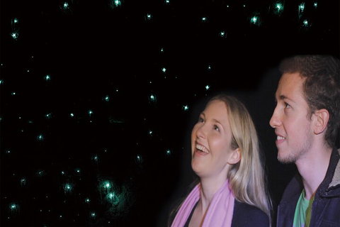 Natural Bridge Glow Worm Night Tour From Gold Coast - South Australia Travel 3