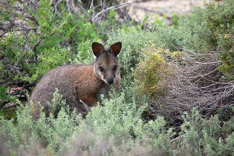 Shipwreck Special Nature Tour/Half Day Tour - South Australia Travel 3