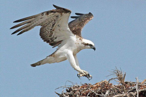 Pink Lake + Abrolhos Islands Nature Tour - South Australia Travel 3