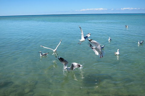 Pink Lake + Abrolhos Islands Nature Tour - South Australia Travel 5