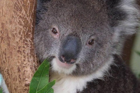 All Inclusive Blue Mountains Small-Group Day Trip From Sydney - South Australia Travel 1