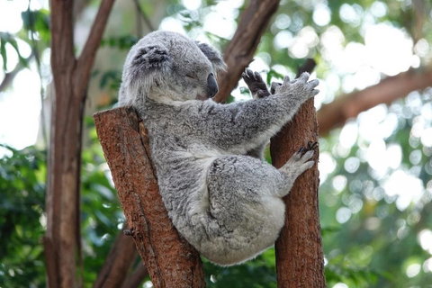 Small-Group Blue Mountains Tour With A Local Guide - South Australia Travel 2