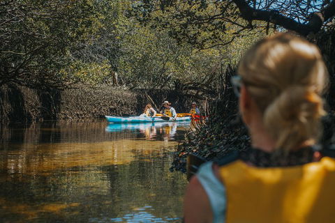 Kayak Tour In Adelaide Dolphin Sanctuary - South Australia Travel 0