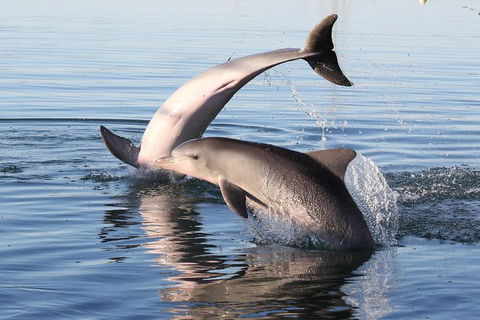 Kayak Tour In Adelaide Dolphin Sanctuary - South Australia Travel 5