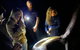 Evening Rainforest & Glow Worm Experience - thumb 2