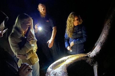 Evening Rainforest & Glow Worm Experience - South Australia Travel 2