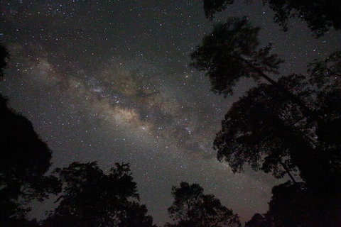 Evening Rainforest & Glow Worm Experience - South Australia Travel 4