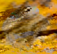 Daintree and Cape Tribulation Full Day Guided Tour - South Australia Travel