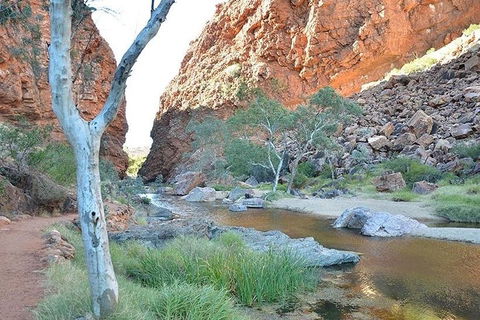 Alice Springs, Uluru Ayers Rock & Kings Canyon 8 Days Touring Package - South Australia Travel 2