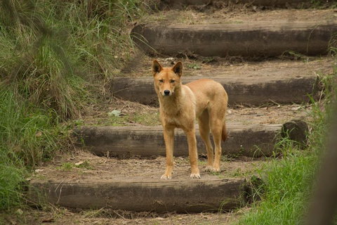Blue Mountains Small-Group Insider Tour From Sydney - South Australia Travel 3