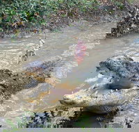 Top End Waterfalls and Wetlands - South Australia Travel