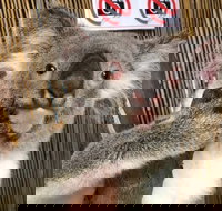 Kuranda Tour Deluxe Course with Kuranda 3 Zoos or Free Course - South Australia Travel