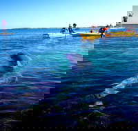 Penguin and Seal Islands Sea Kayaking Experience - South Australia Travel