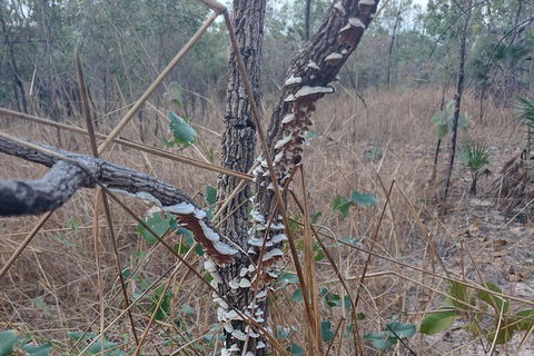 One Day Litchfield Park Adventures - South Australia Travel 3