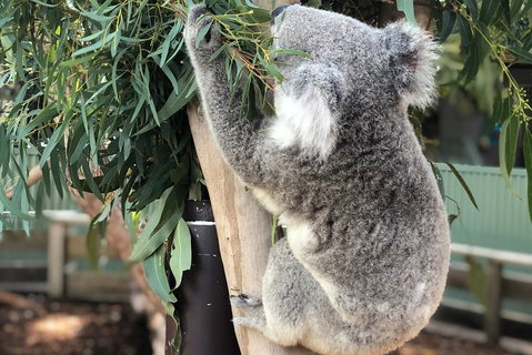 Private Blue Mountains And Wildlife Park Tour From Sydney With Barbecue Lunch - South Australia Travel 0