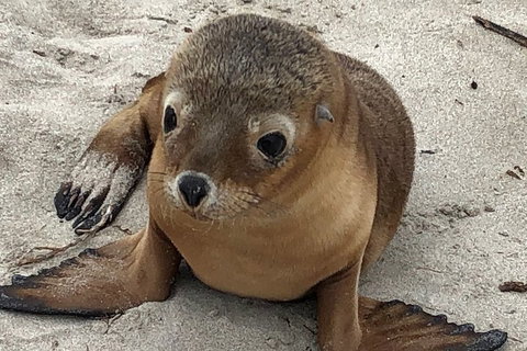 Kangaroo Island Scenic Trail Tour - South Australia Travel 0