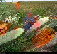 Best of Perth Wildflower Season Day Trip - South Australia Travel