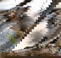 Great Ocean Road Sunset Tour from Melbourne - South Australia Travel