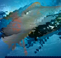 Great Barrier Reef Snorkeling and Diving Cruise from Cairns - South Australia Travel